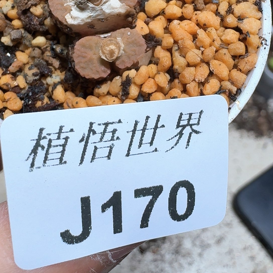 170盒多肉植物哇g g