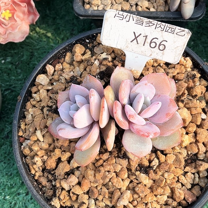 我是你的小可爱啊我的