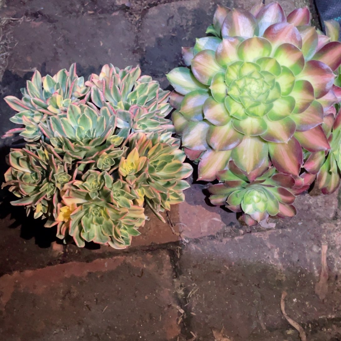 多肉植物组合2颗045