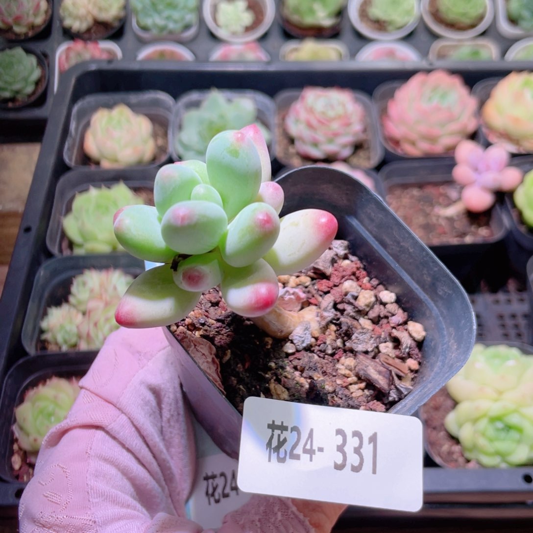花利美24-331苹果奶