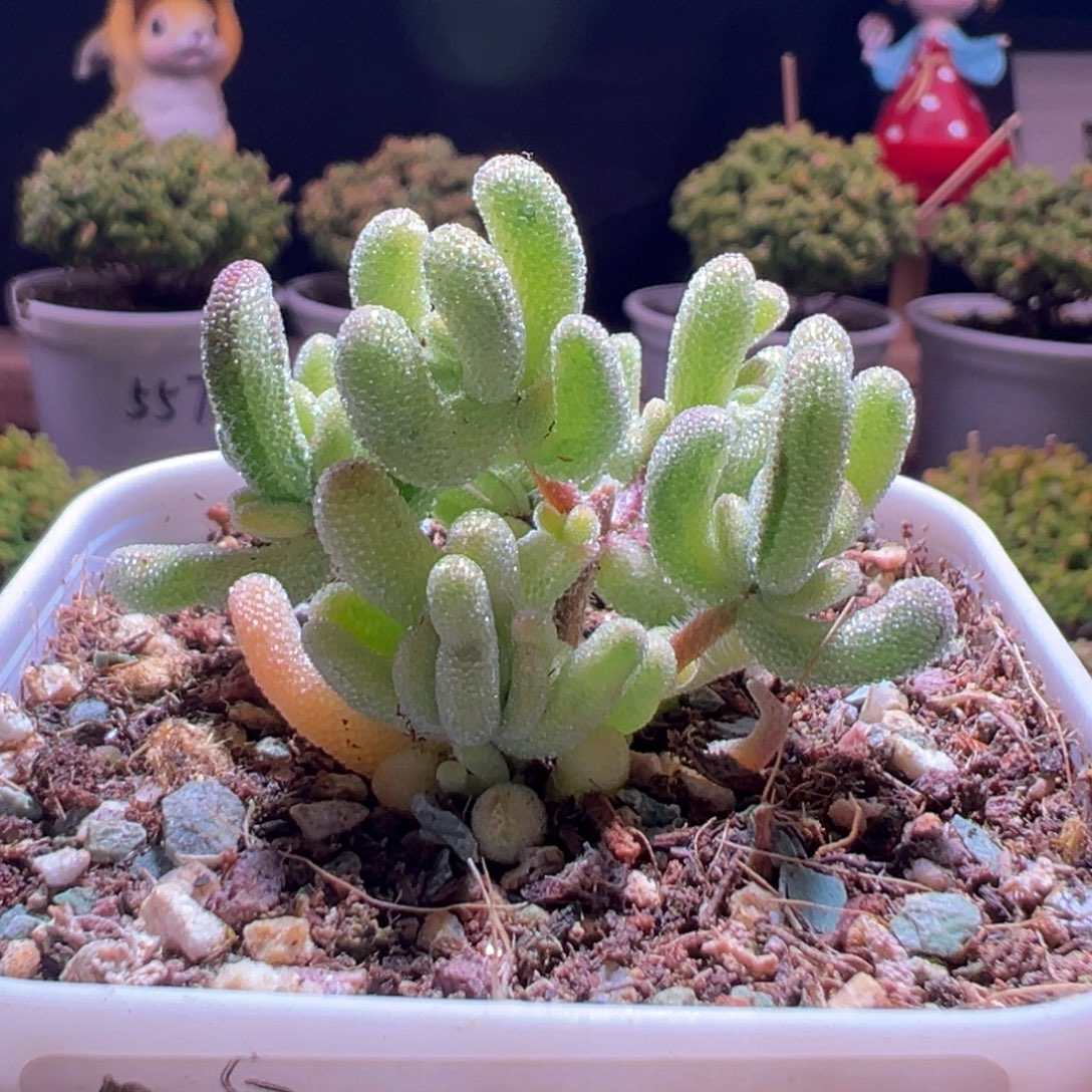 426超白一物一拍包开箱