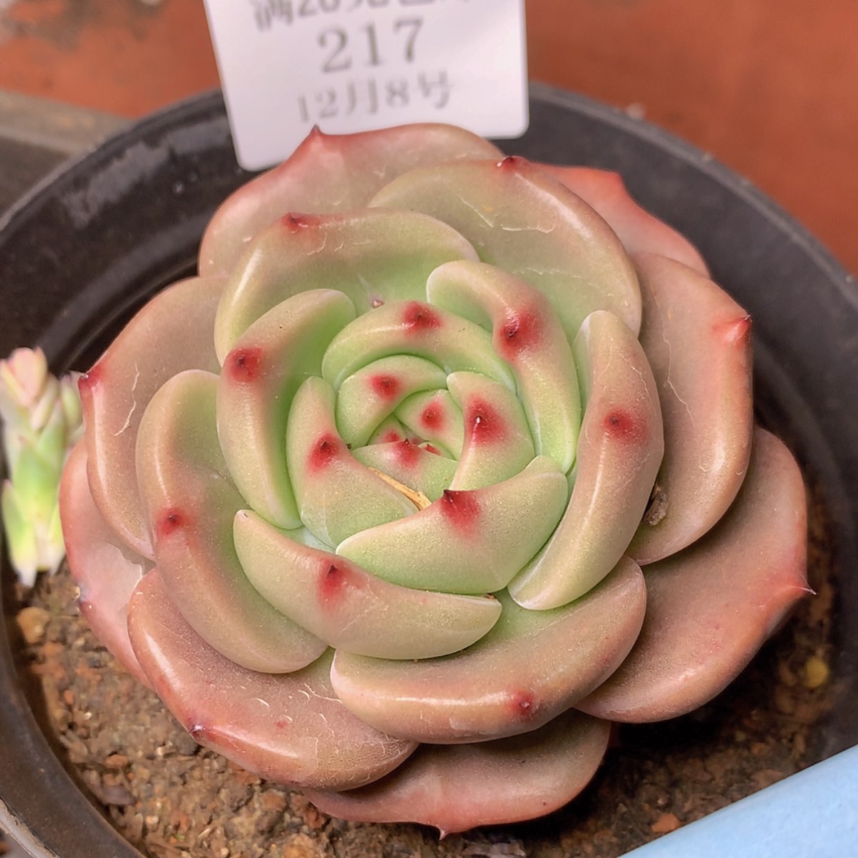 【闪购商品】云217号