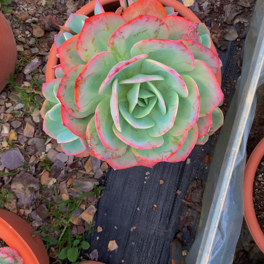 缘***。血凤小群多肉植物