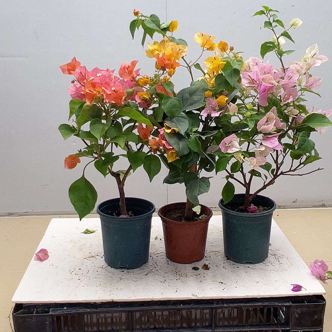 大部分花苞少量开放波妹，加州黄，广红英组合