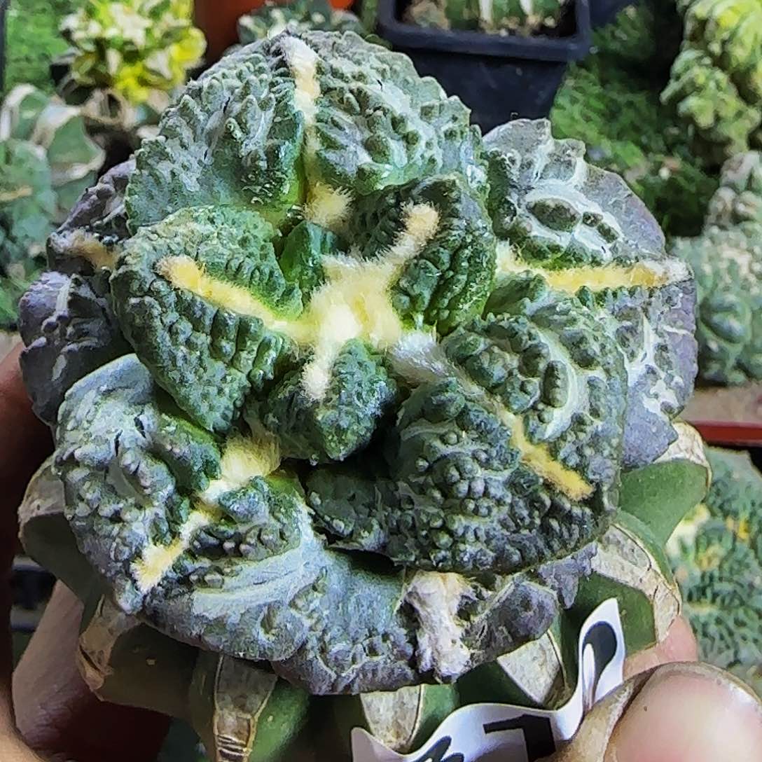 大尤龟甲310仙人球