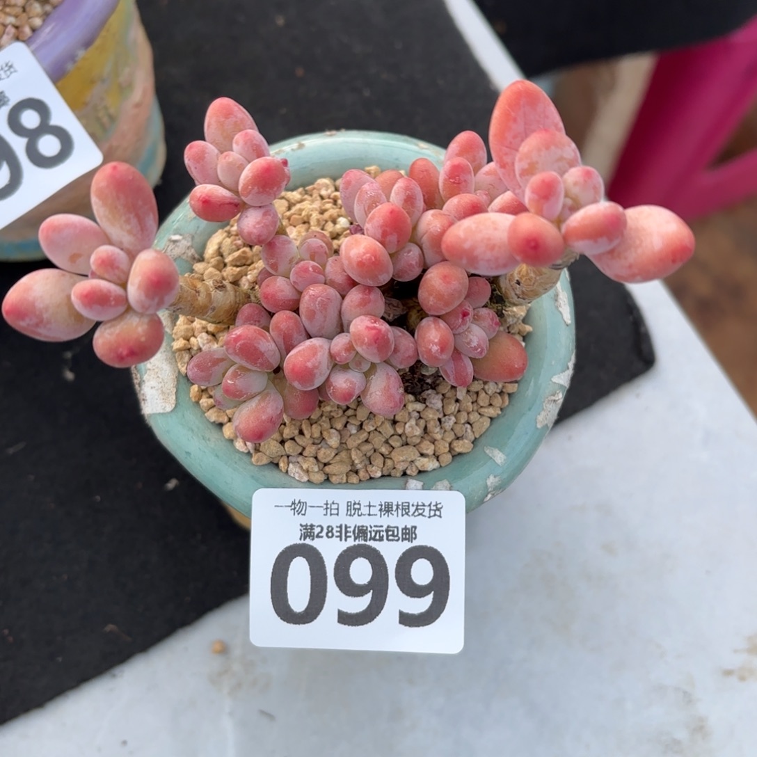 樱花奶老桩无盆土发货