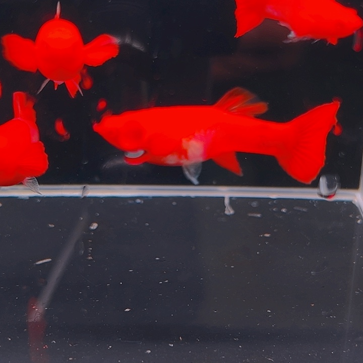 孔雀鱼精品双分水6条