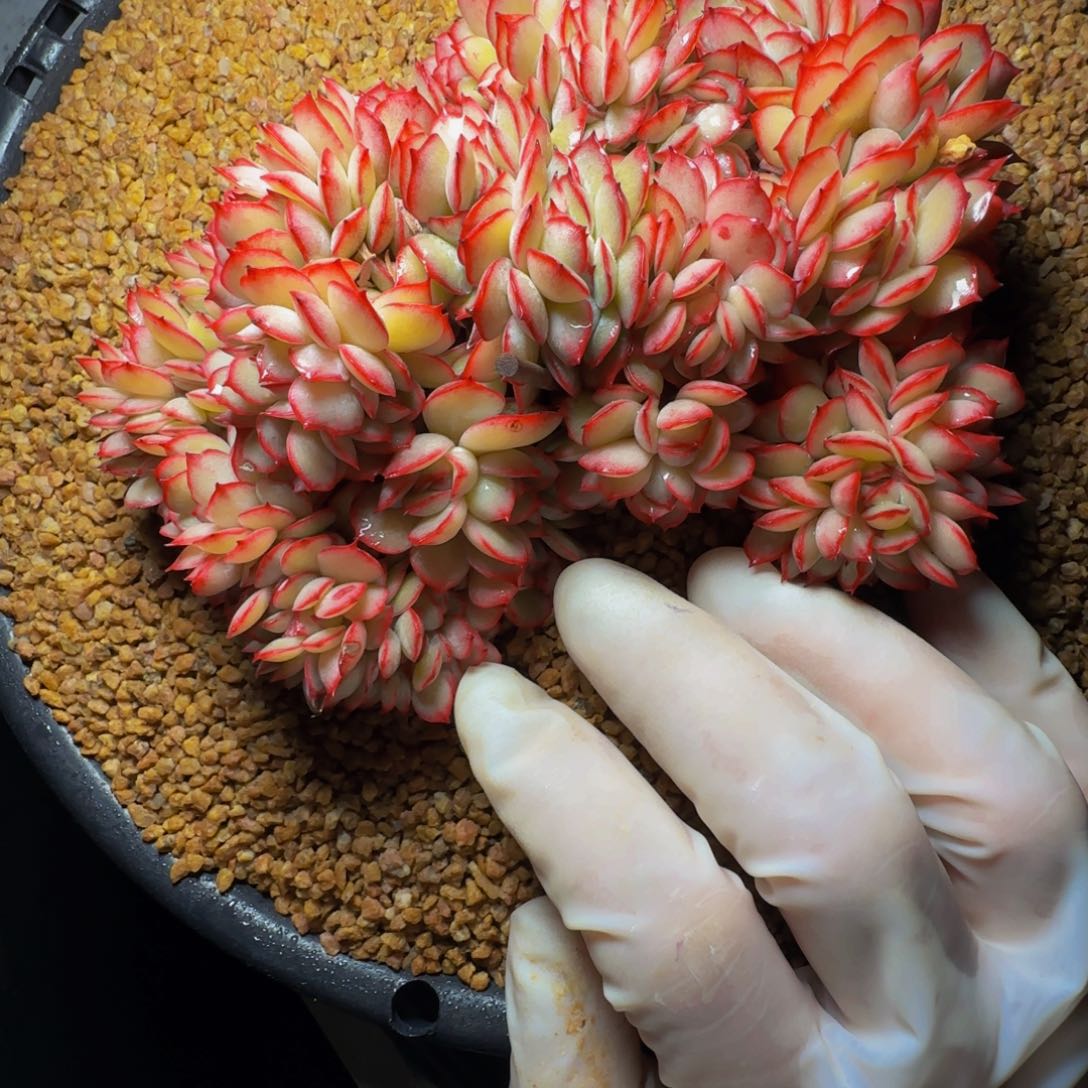 容*p p p p p p pp p 39