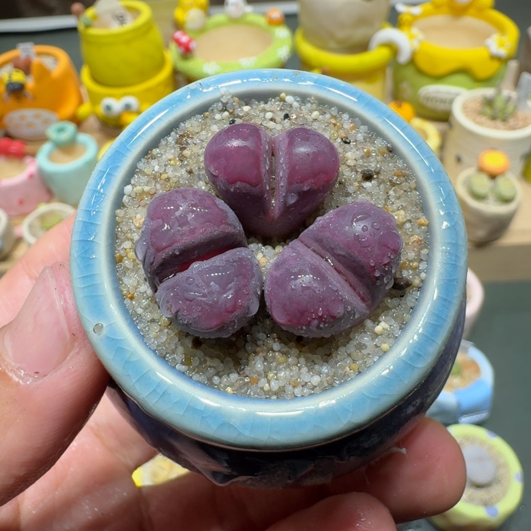 红陶蘑菇526红大内