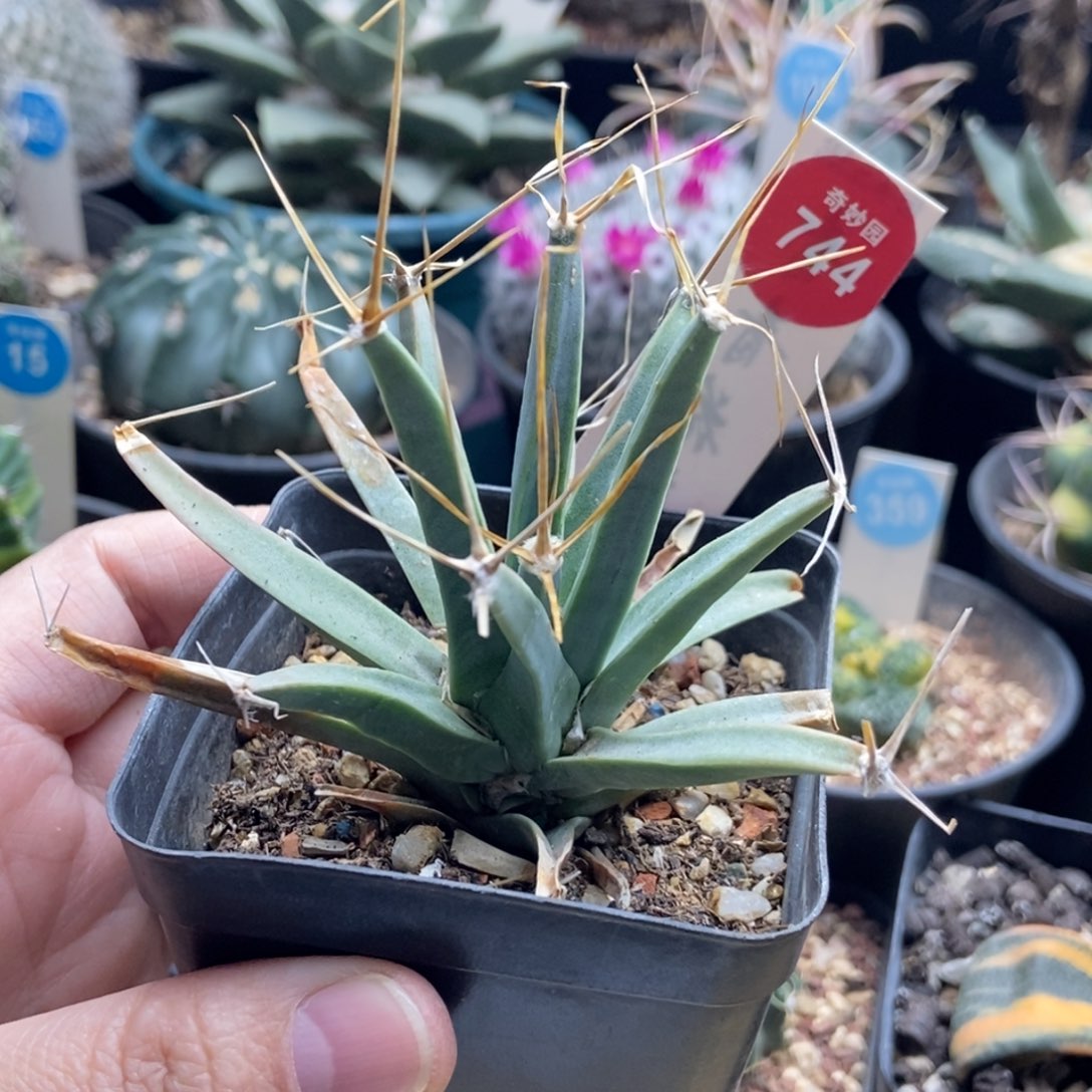 实生老光山一棵仙人球