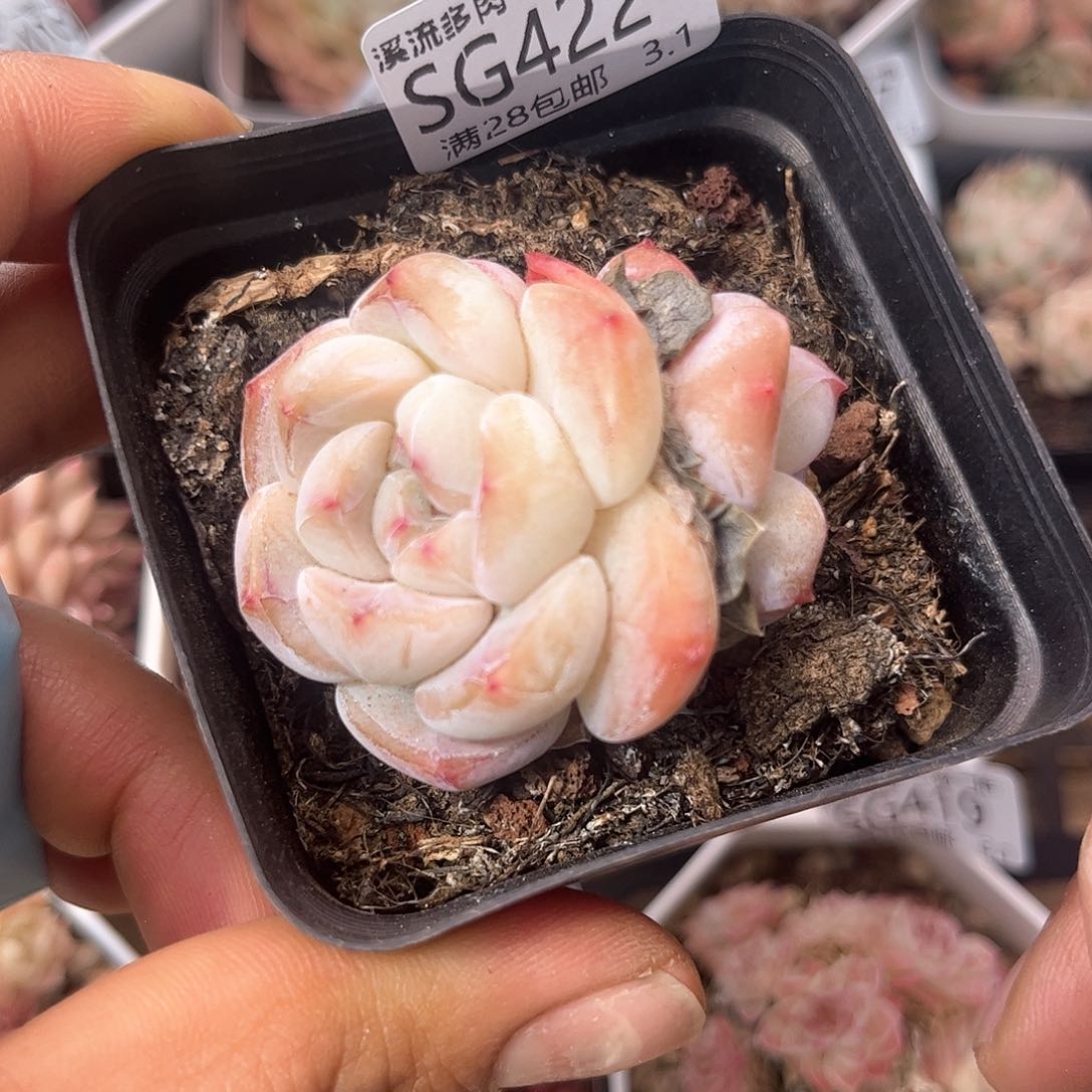 422 溪流多肉一物一拍