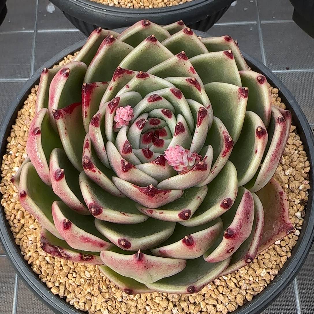 从前慢花园精选蓝龙