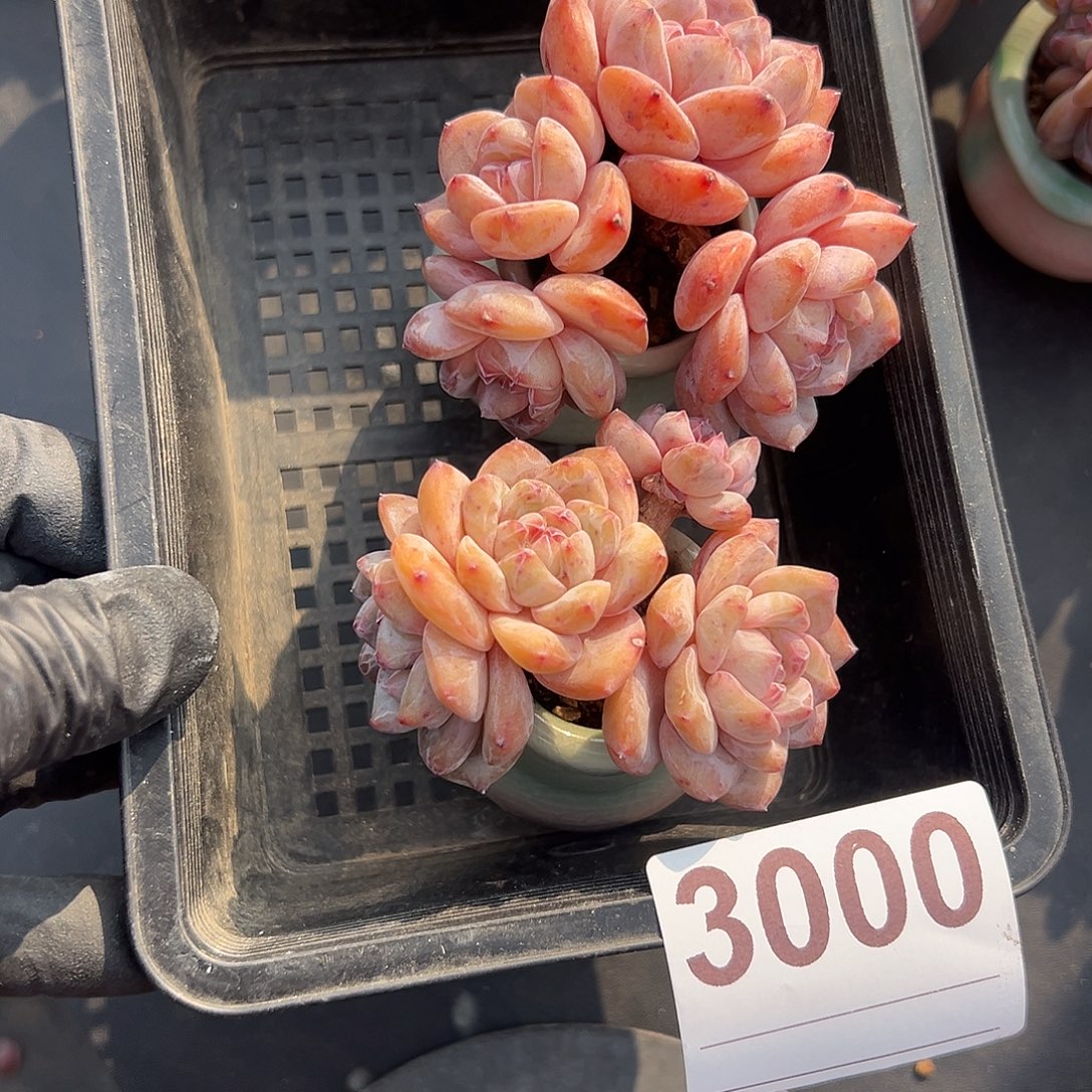 3000，俩个四头星影带盆发的