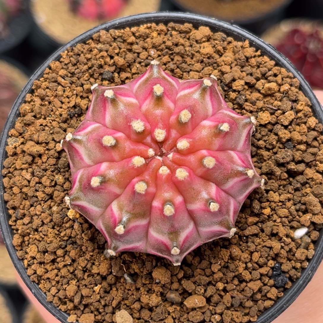 粉轮回 米哈仙人球