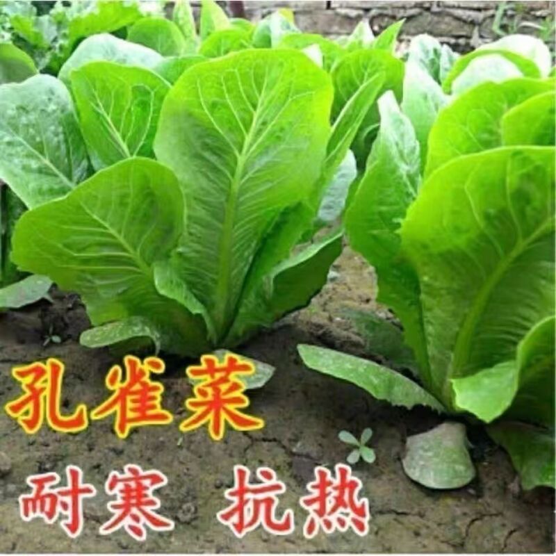 孔雀菜蔬菜种子生吃脆甜高营养直立生菜四季播生菜蔬菜种子