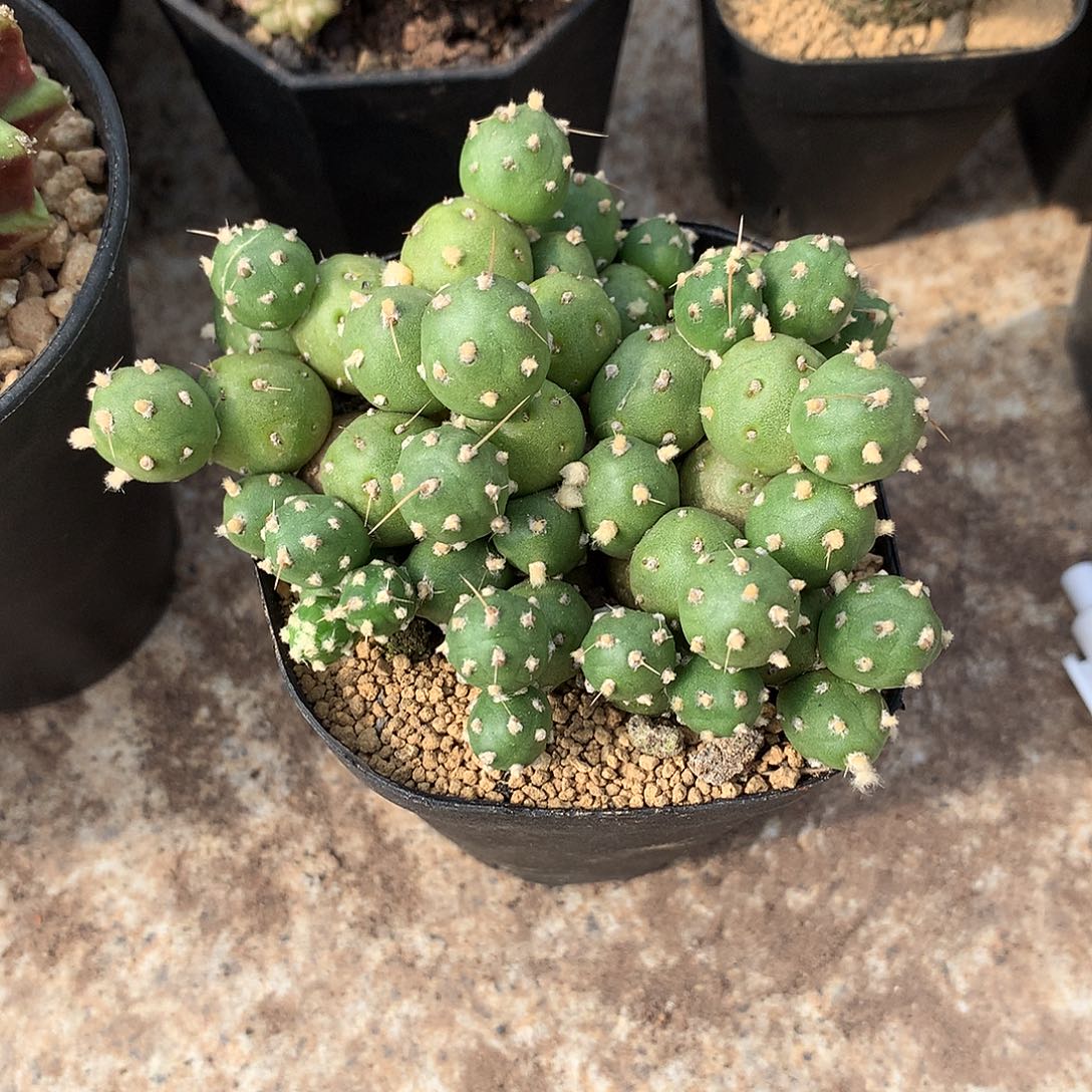 罗西安娜团扇仙人球