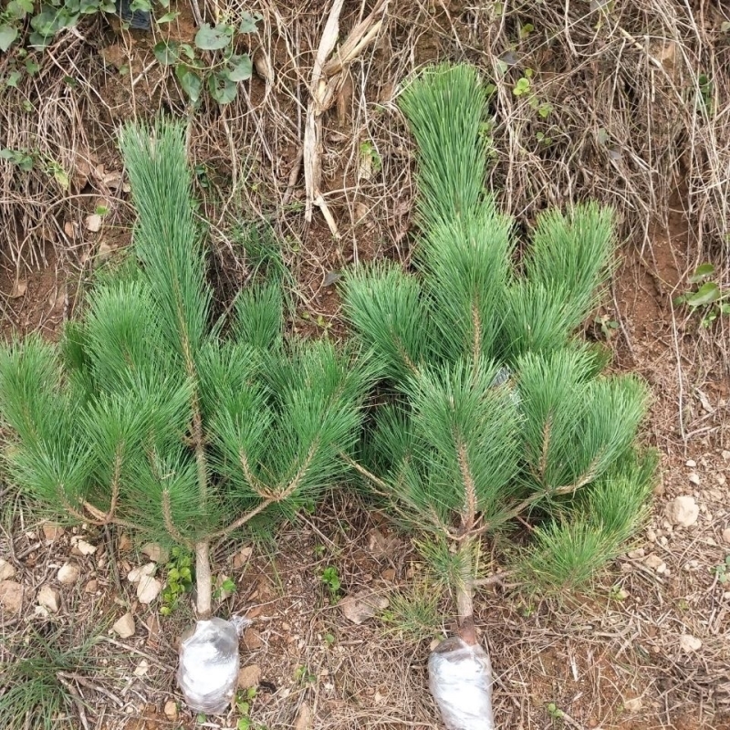 黑松树苗盆栽地栽适用室内四季常青松柏绿植