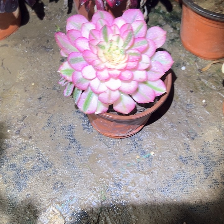 法师链接一物一拍38