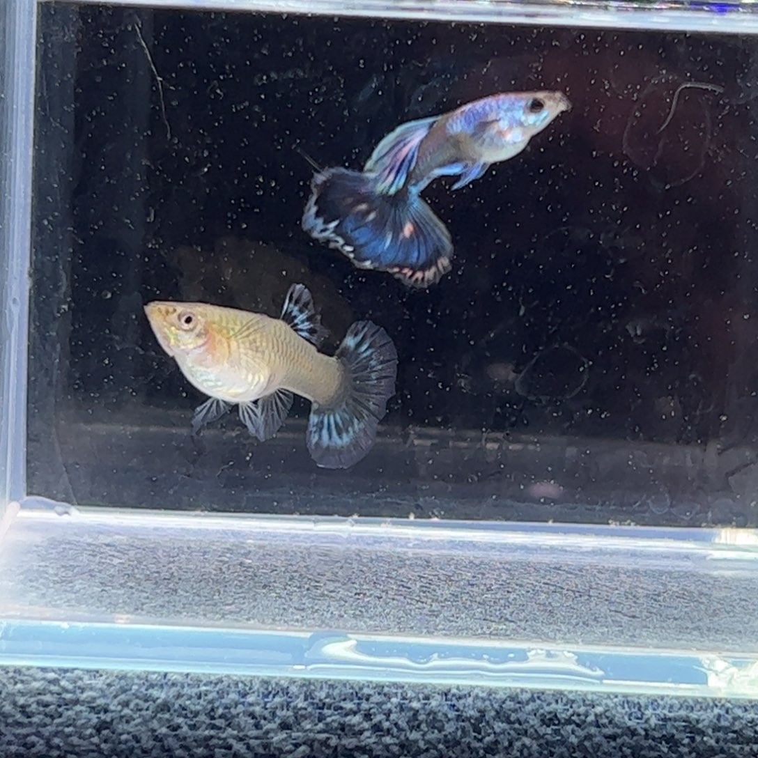 孔雀鱼爱尔银半月尾