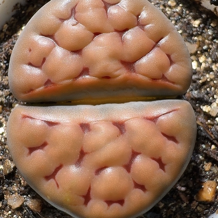 生石花1111112。  188