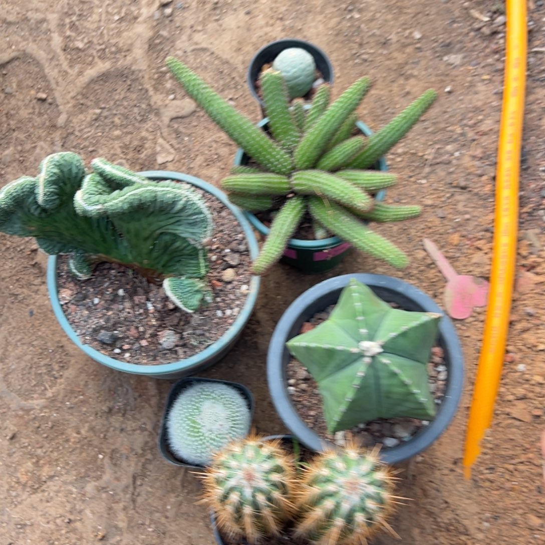 摆***.零零落落 零零落落