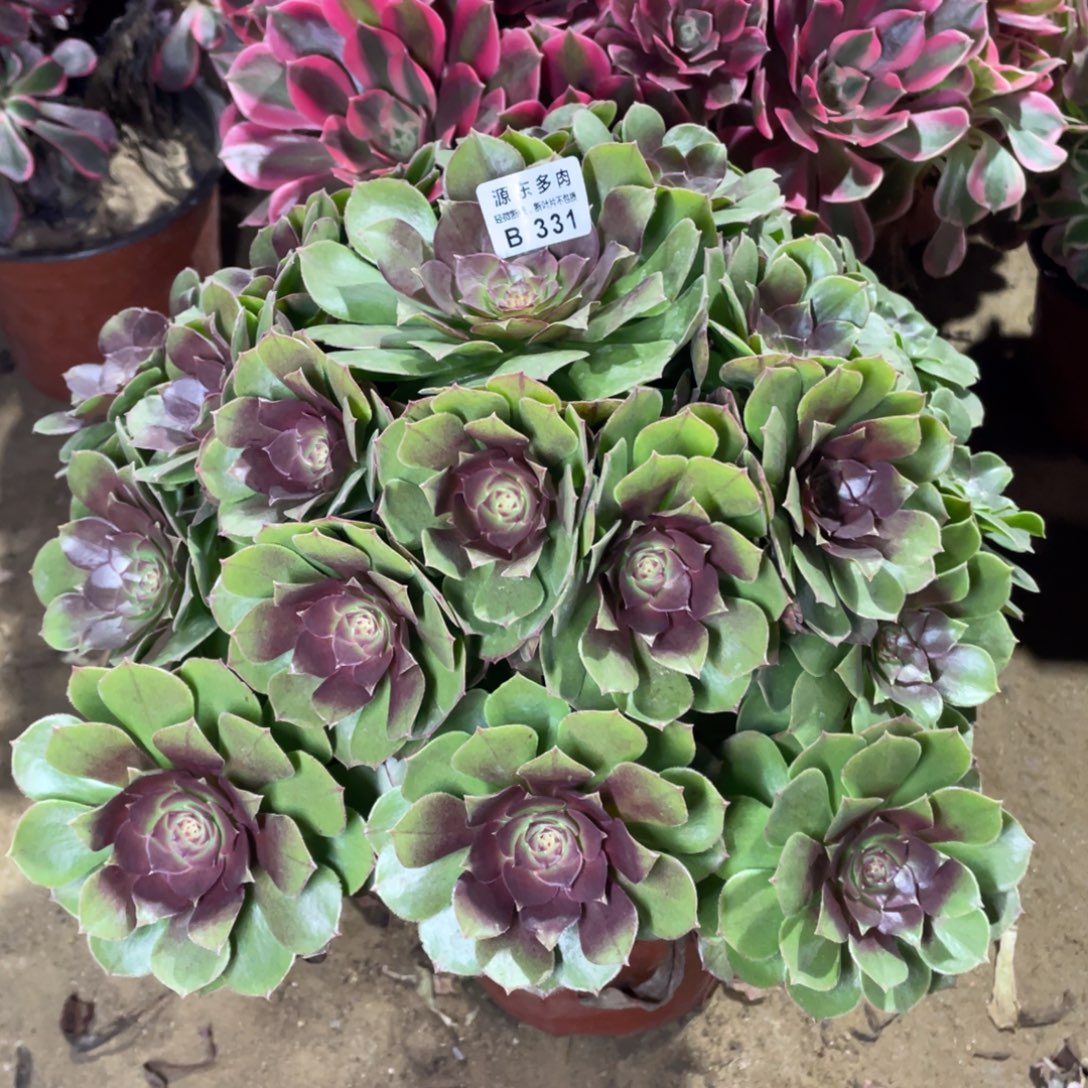 331红心多肉法师断枝不包