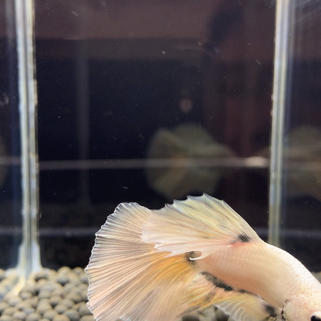 海水鱼七弟泰国斗鱼919