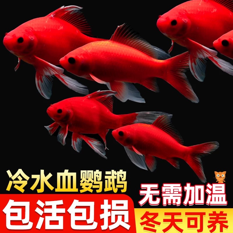 冷水鹦鹉无需加温冬天可养冷水观赏鱼好养耐活