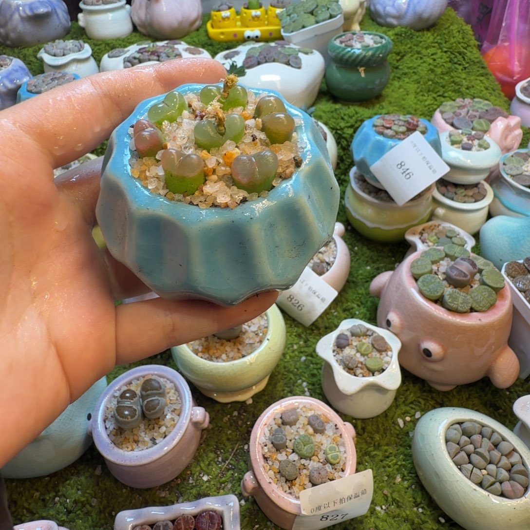 十***～多肉植物的生长发育847