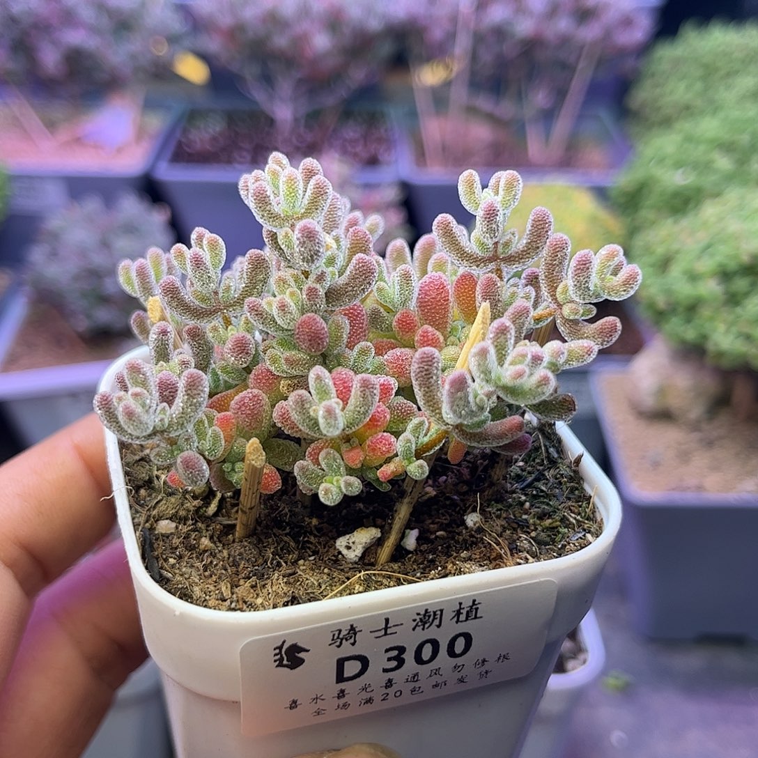 疯***哥300优选冰晶枝干番杏