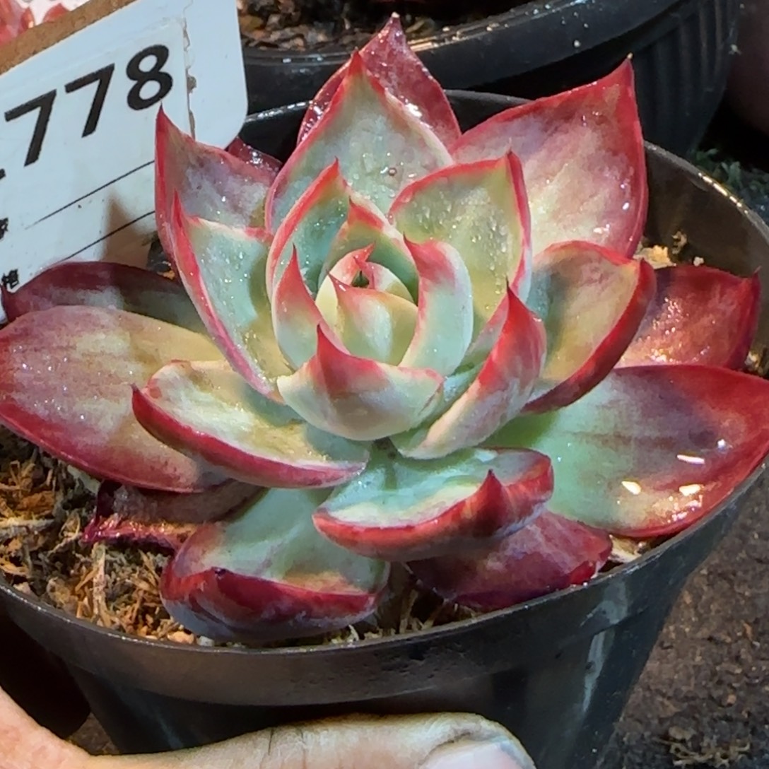 惊鸿一物一拍包装收缩花旱778