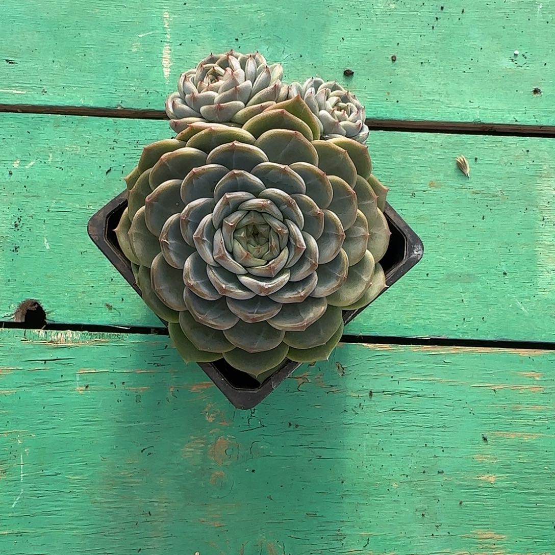 茉***绘1颗发货。         