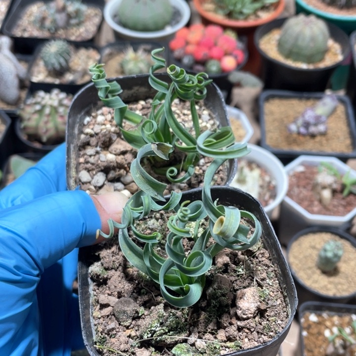 243宽叶弹簧草2颗
