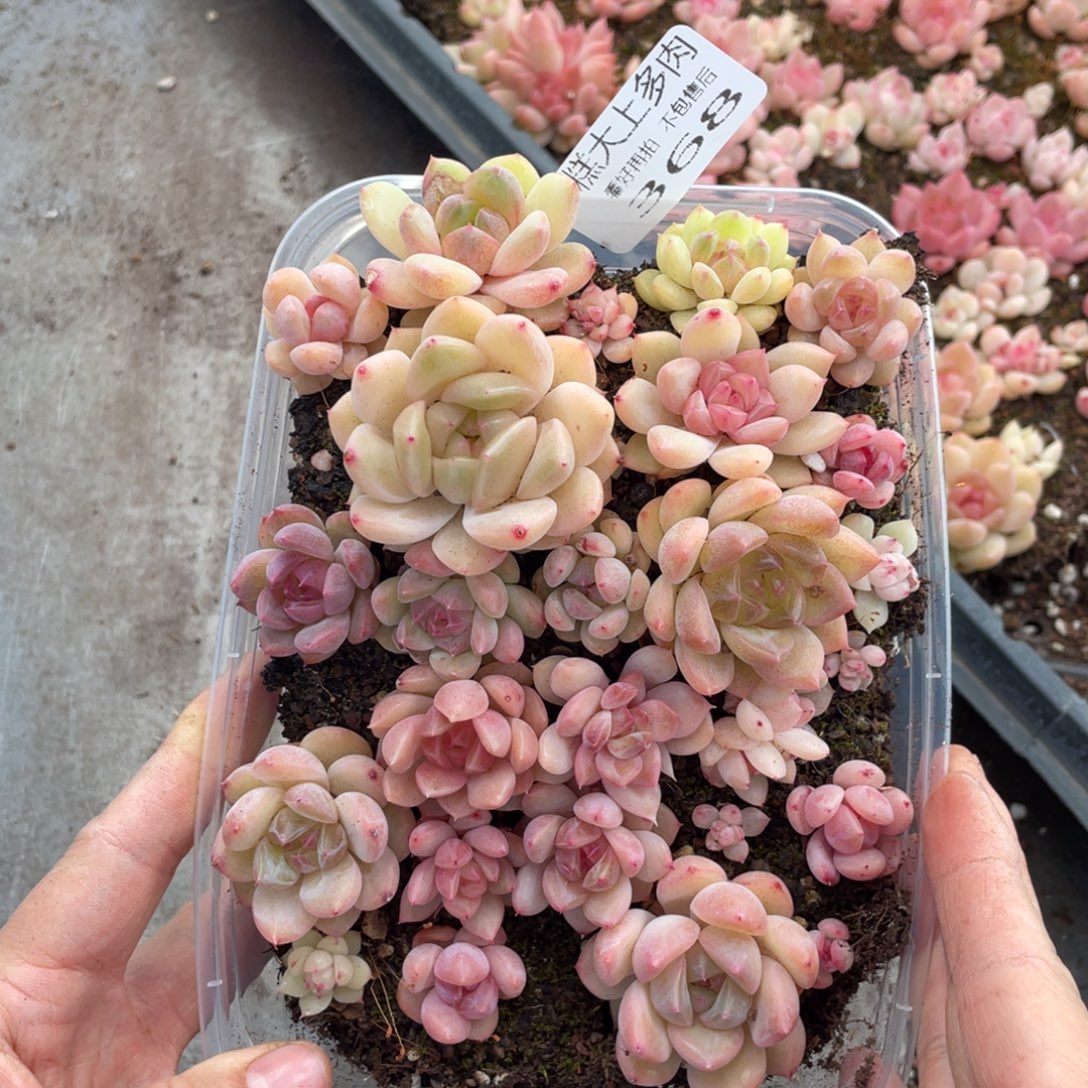 糕大上多肉植物368