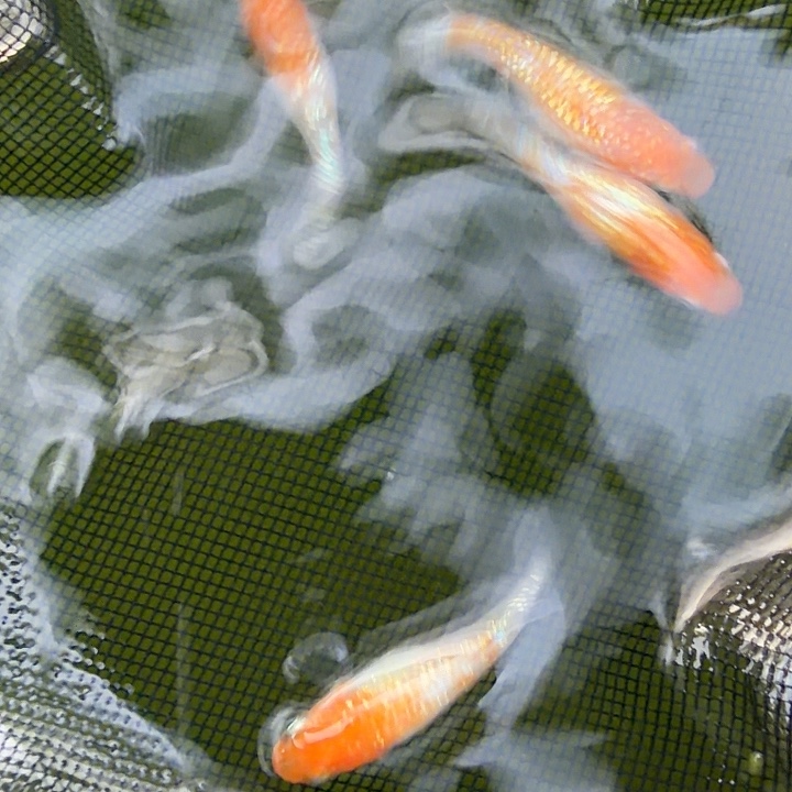 青鳉鱼编号 23 上州王华 5 条