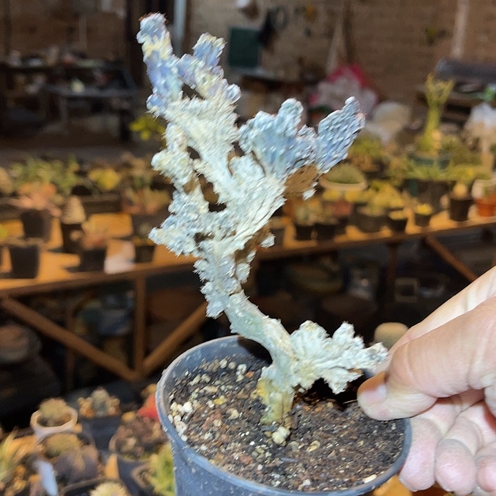 满38包邮2天凑单，脱土晾根发货多肉植物