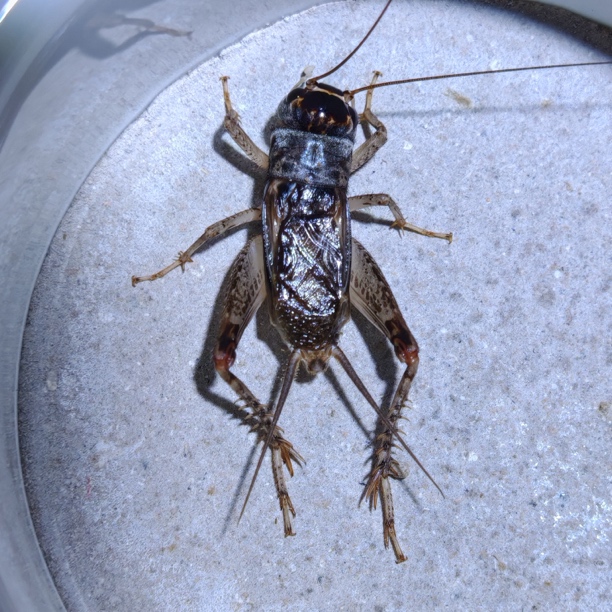 高级精品金鸣蟋蟀骨子硬牙硬，缸白