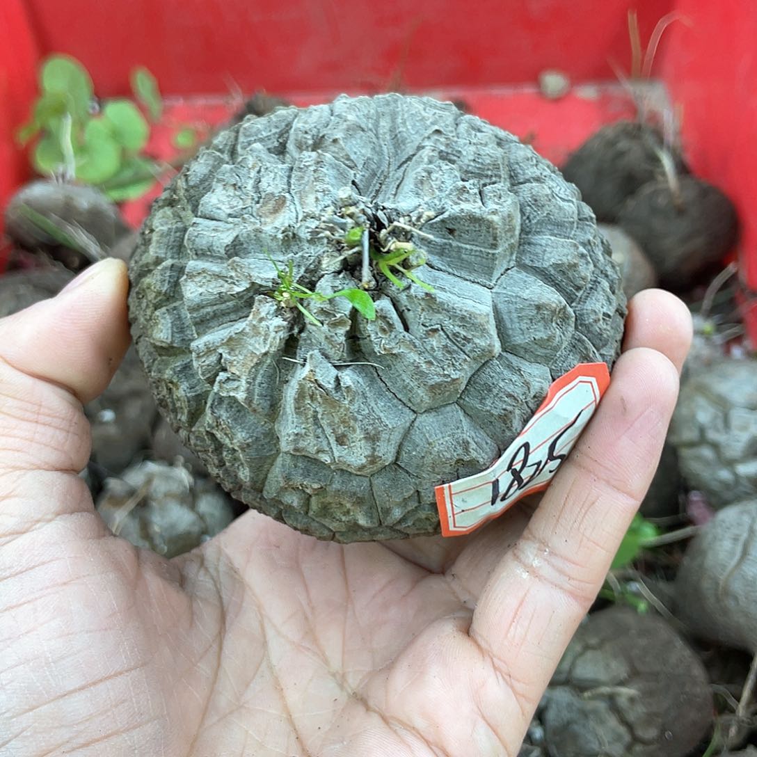 龟甲龙一物一拍1825号9cm