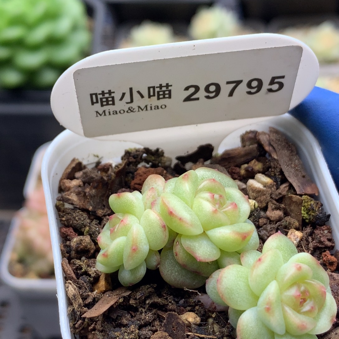 多肉植物杂交珍妮