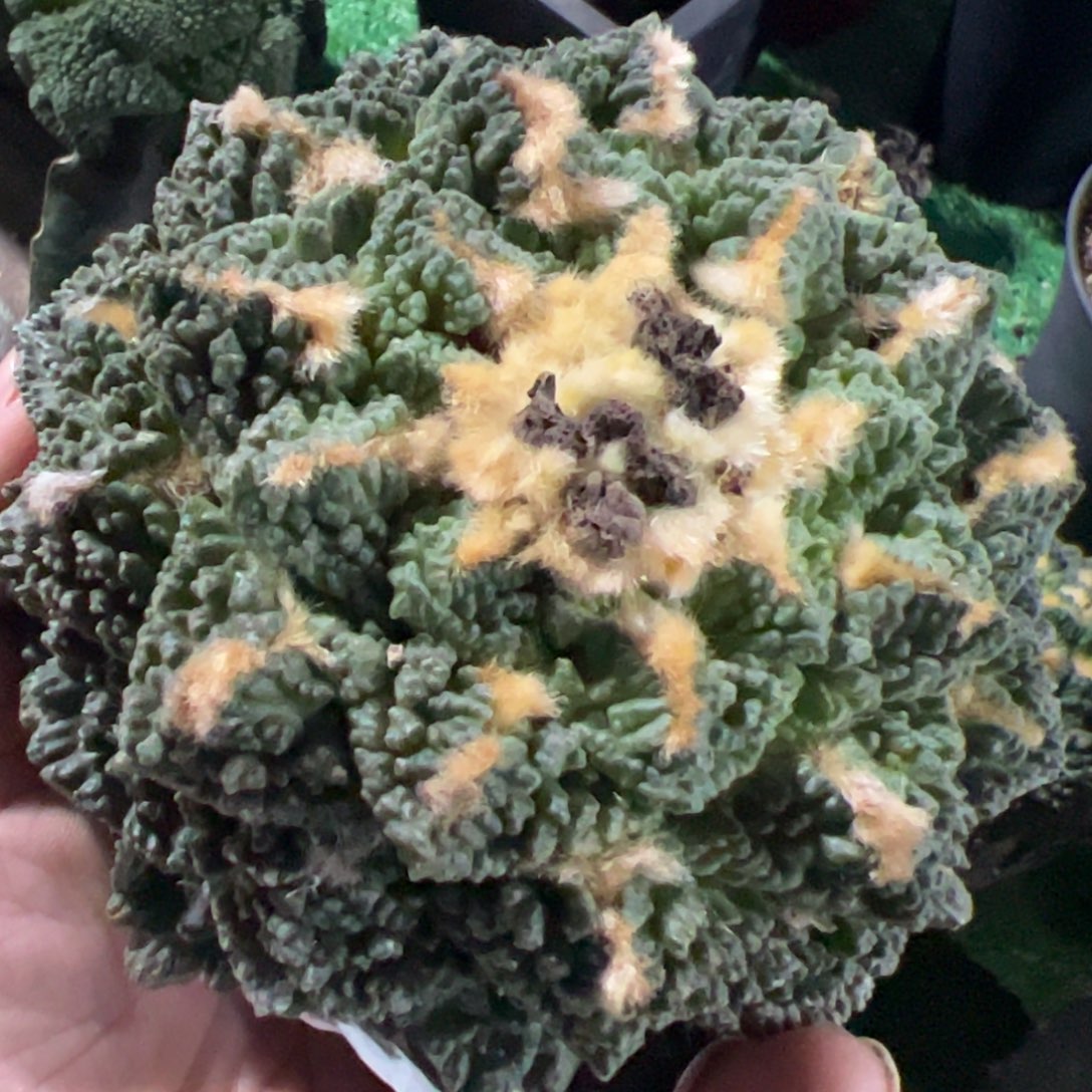 龟甲牡丹仙人球木心根583