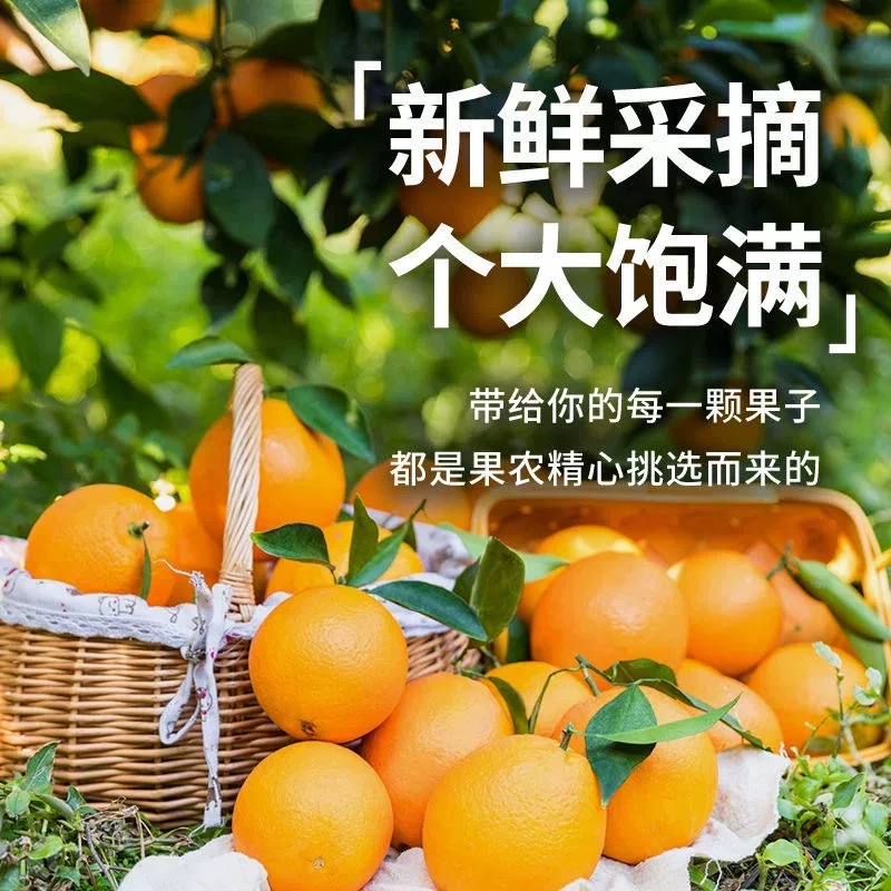 正宗赣南脐橙新鲜橙子10斤大果整箱当季水果甜橙产地直发