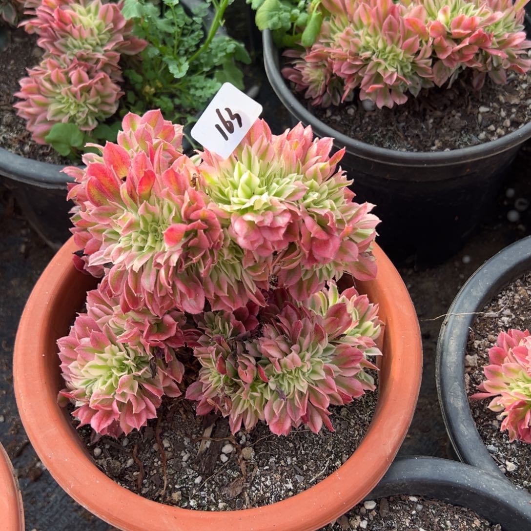 163告白缀两颗多肉