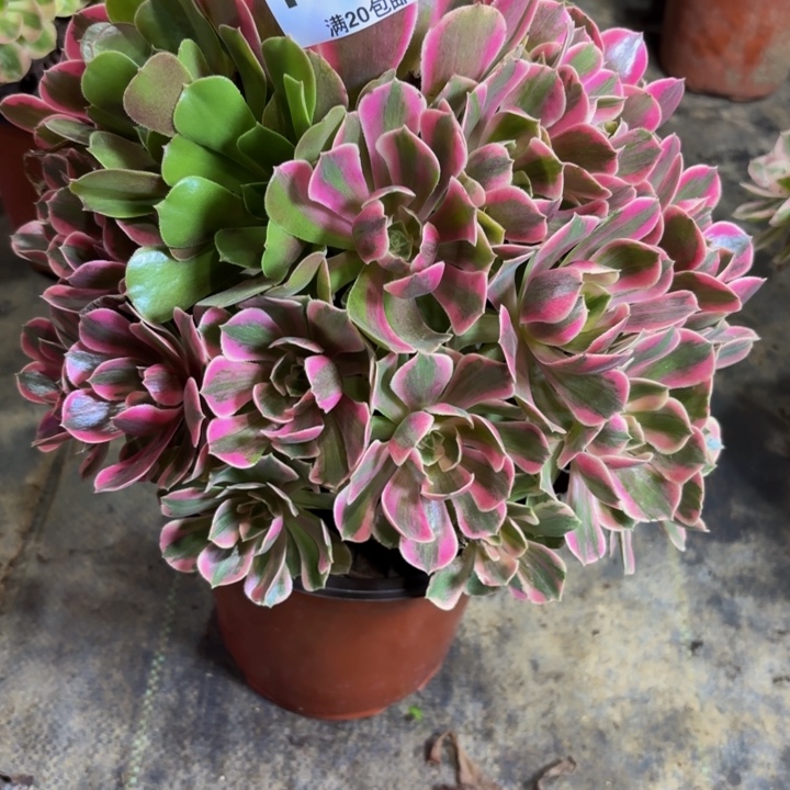 瑞妈多肉园艺896-