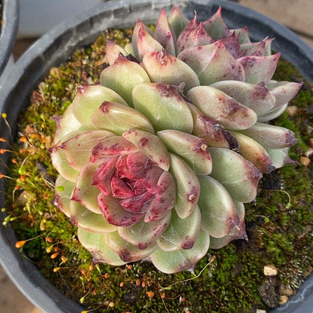 自助下单一物一拍多肉下滑有惊喜