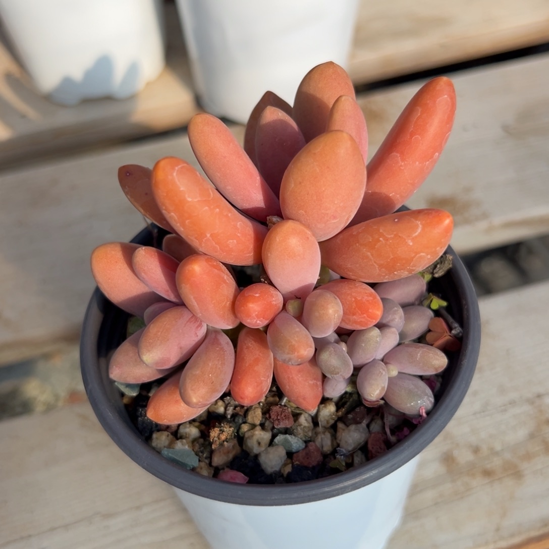 糖果美人小树1111