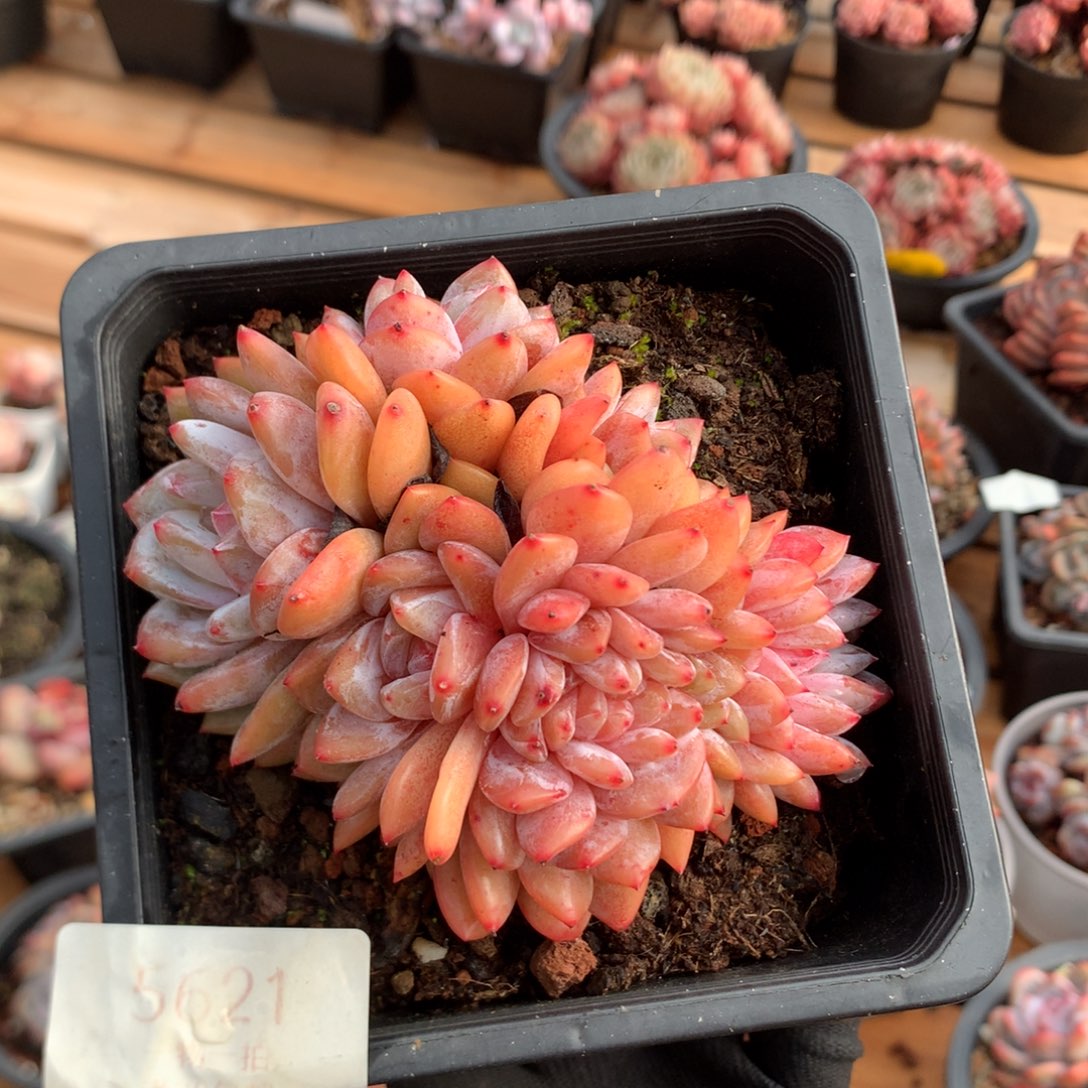 10厘米有砍雪天使缀 5621