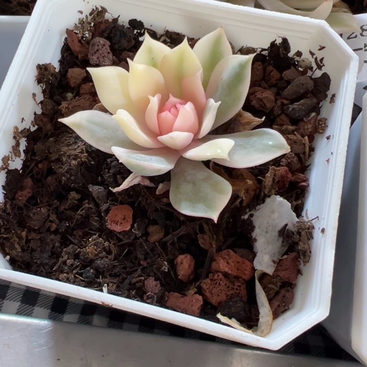 粉蝶锦多肉植物577