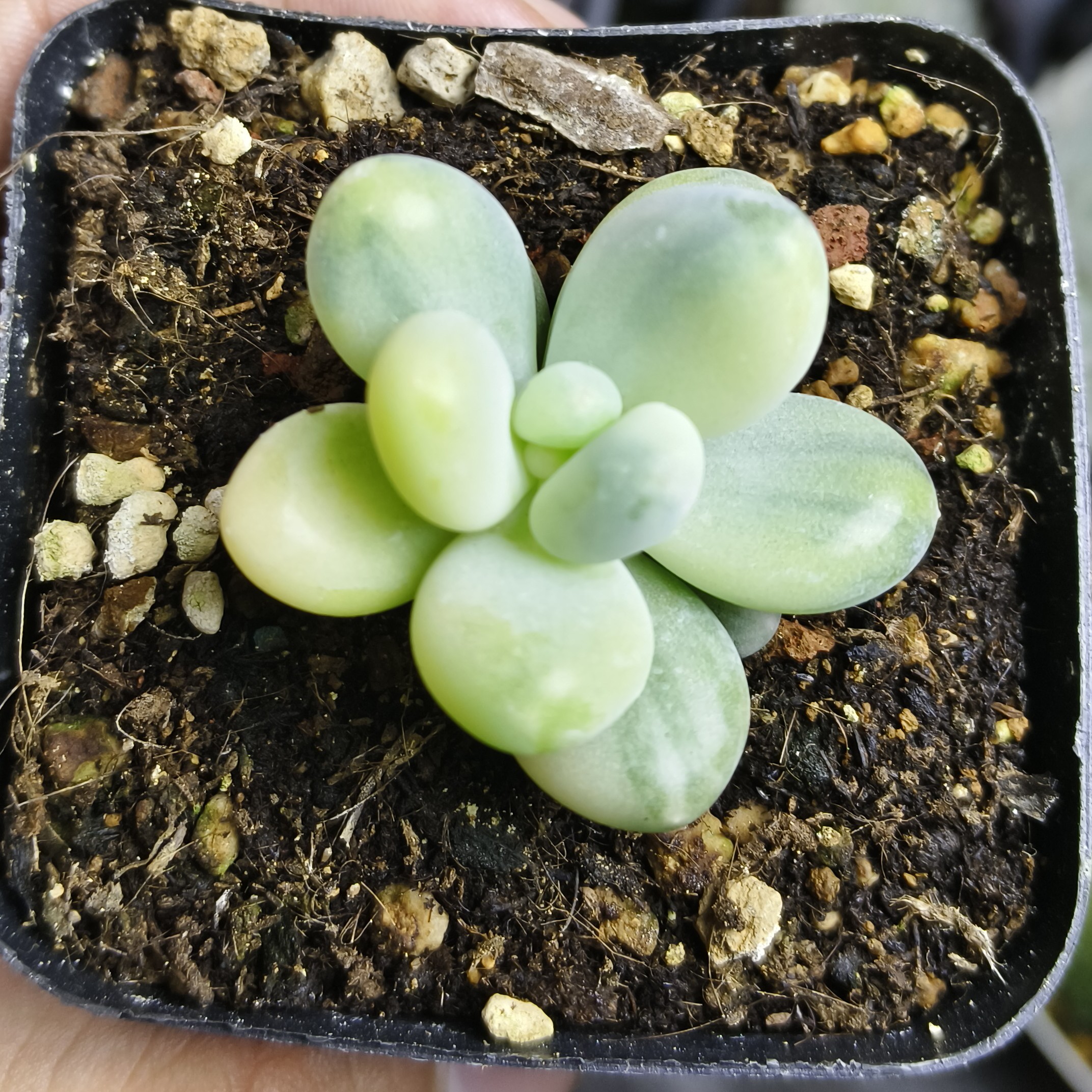 奶酪锦多肉植物，
