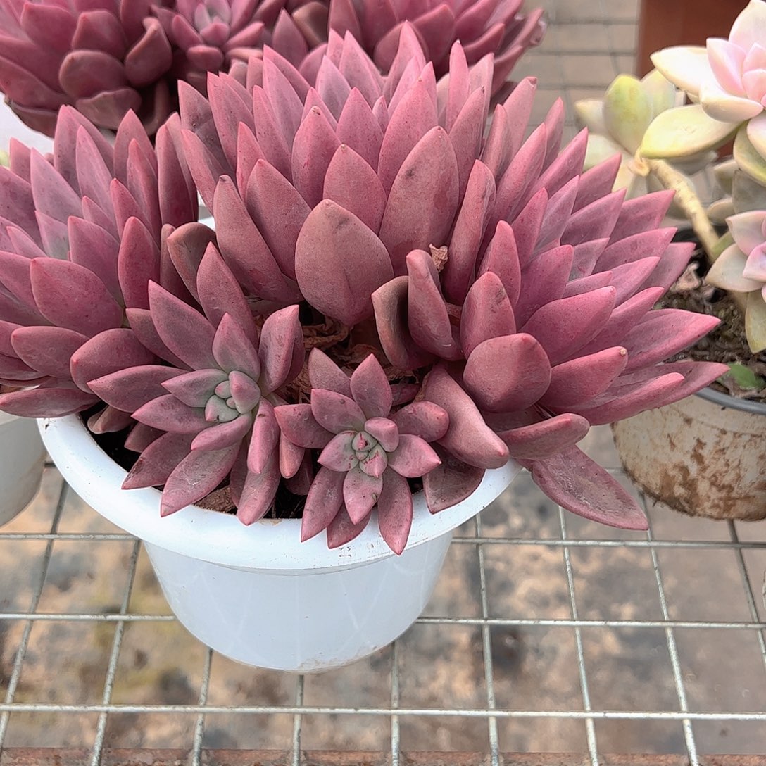 桃花源三大头起发超级大精品