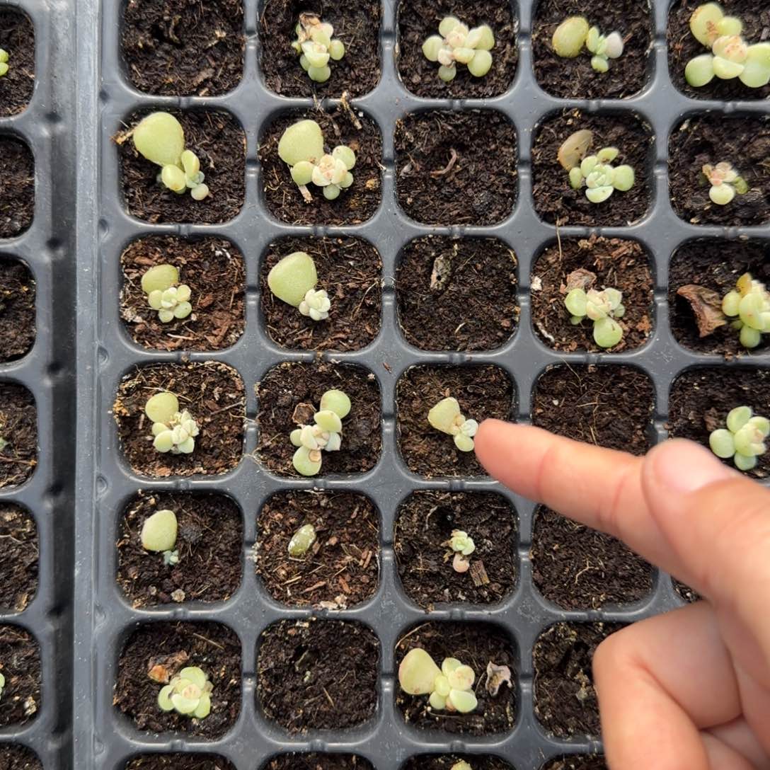 二个青梅穴满25包邮